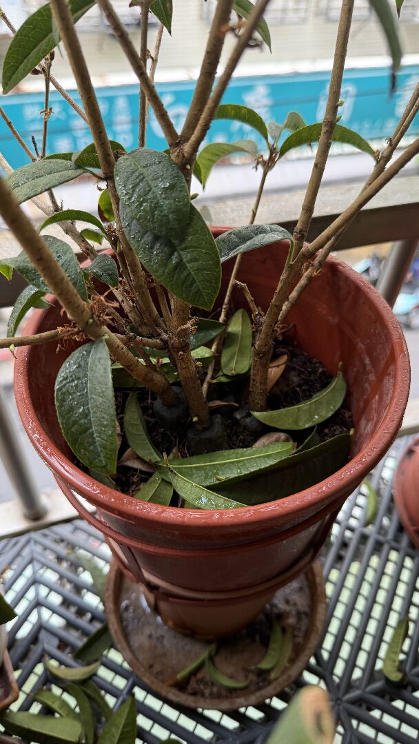 請問桂花為何突然一直落葉？