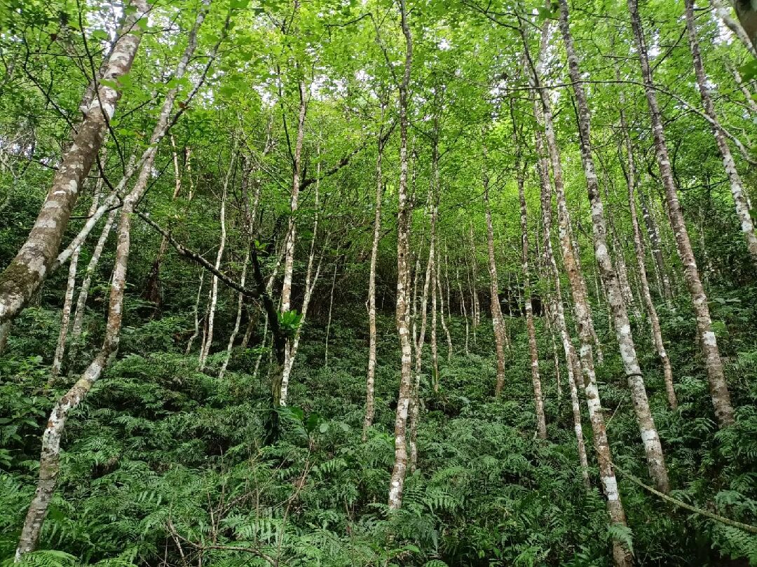 楓香樹銷售管道與價格