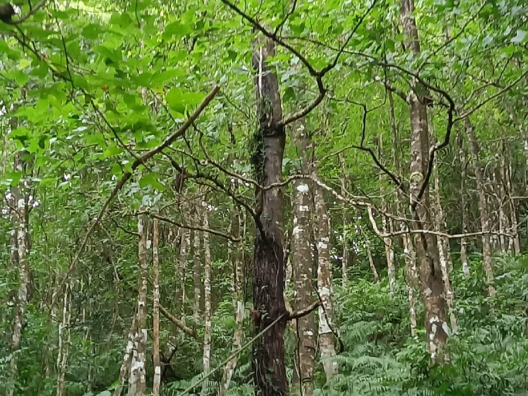 楓香樹銷售管道與價格
