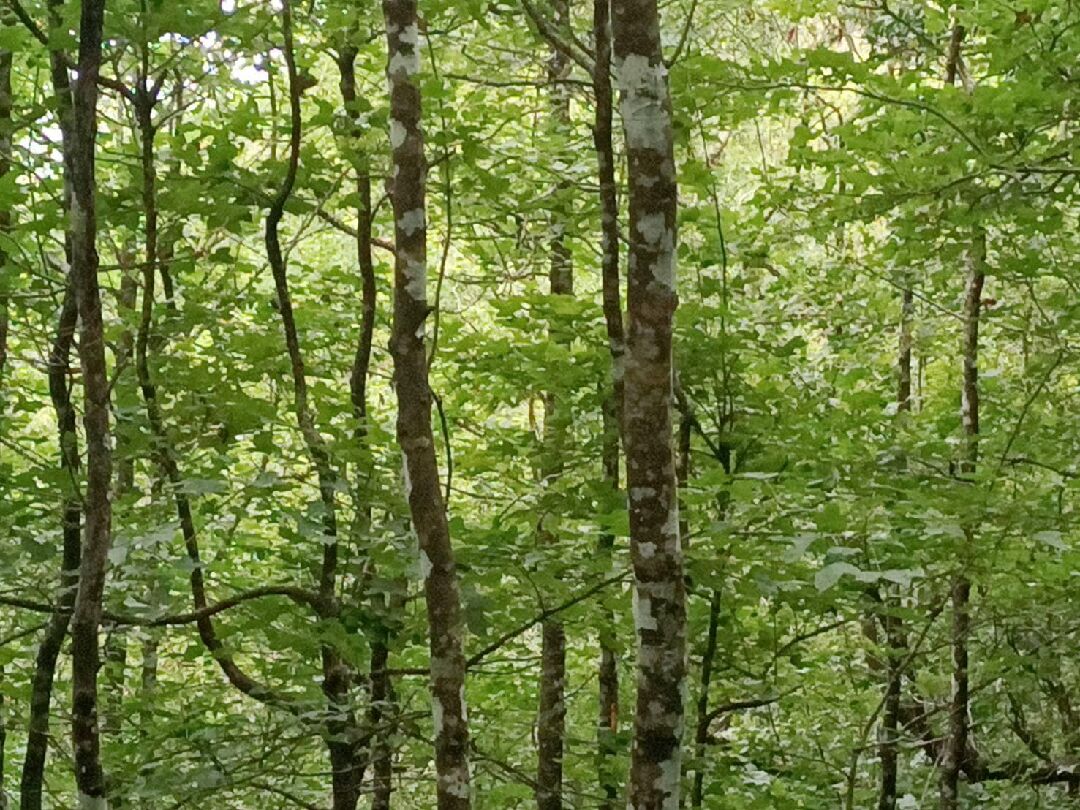 楓香樹銷售管道與價格