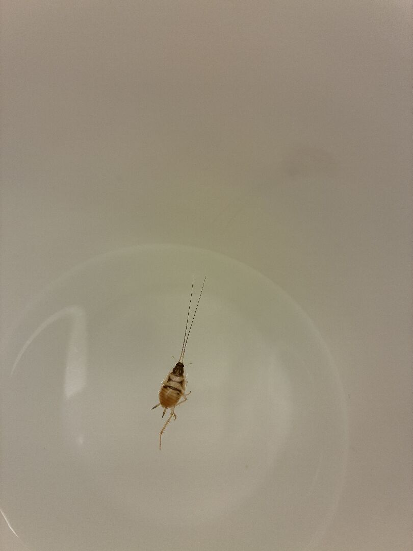 請問這是什麼蟲？有點像蟑螂，它死在馬克杯裏