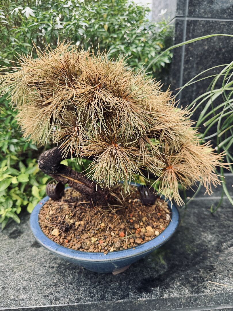 請問五葉松這樣還能救嗎？