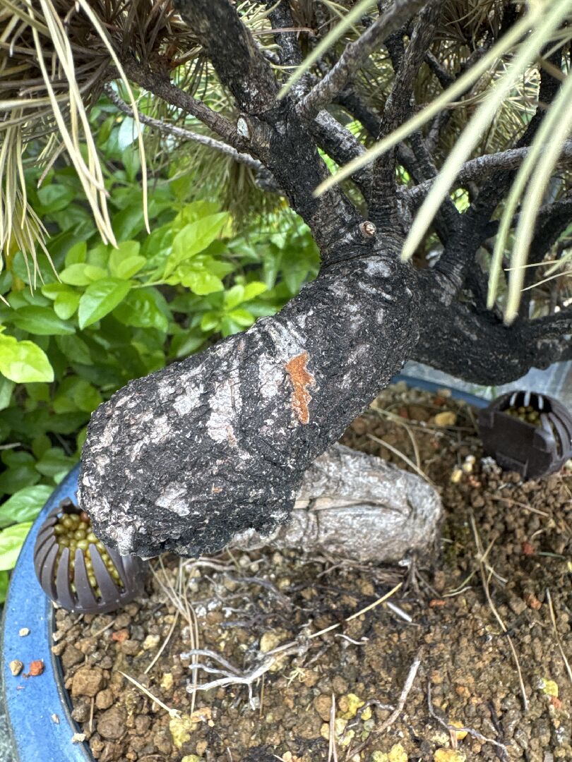 請問五葉松這樣還能救嗎？
