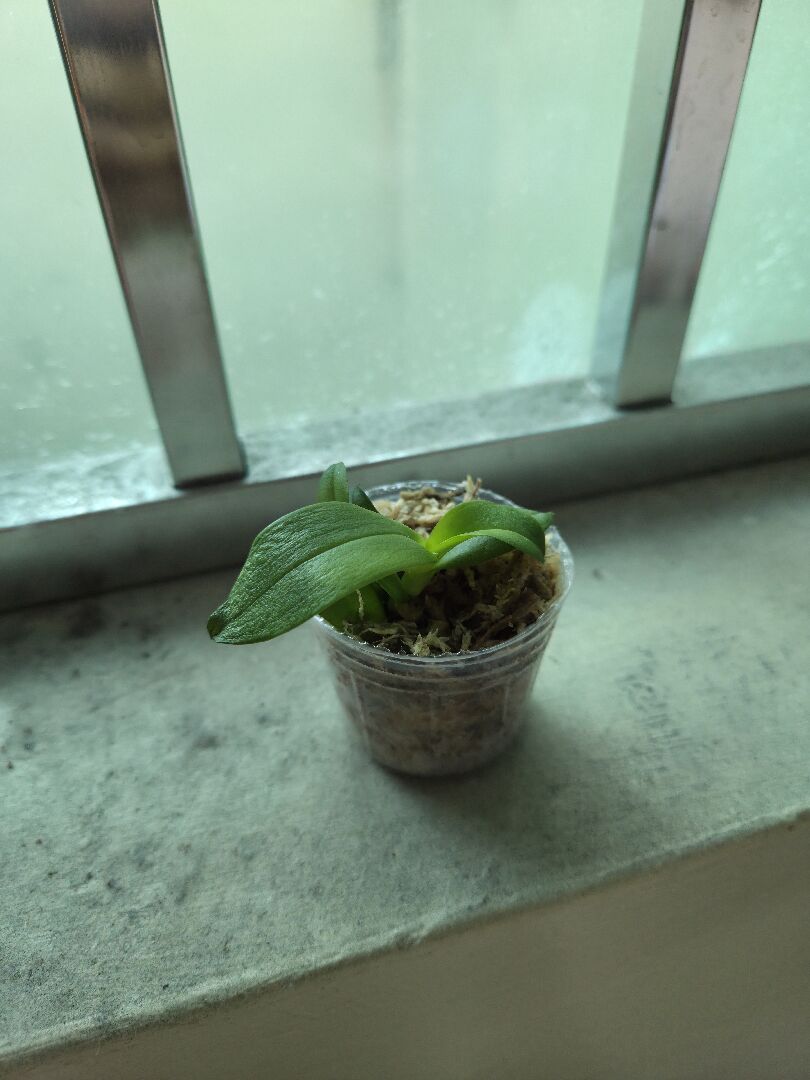 蘭花葉片下垂發皺