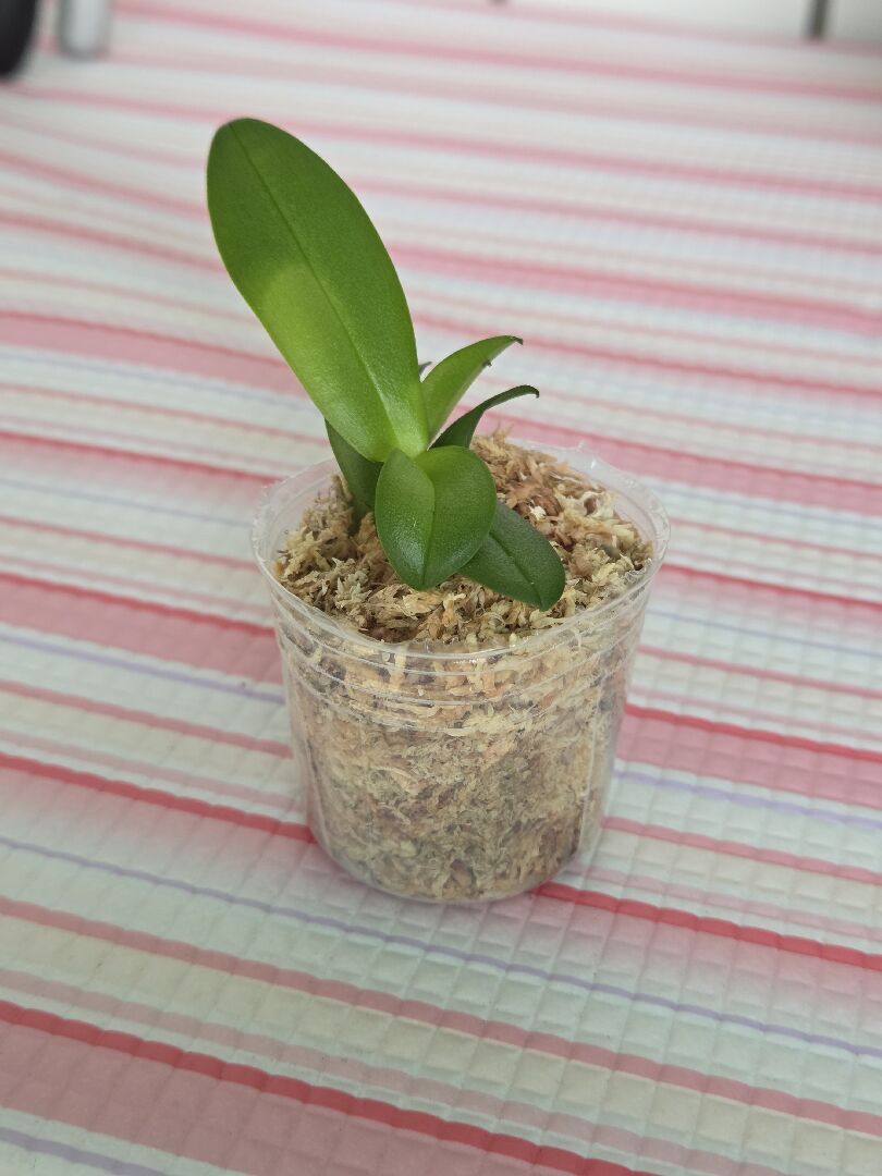 蘭花葉片下垂發皺
