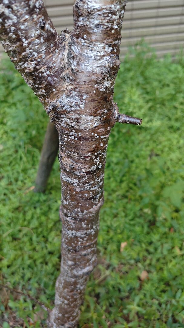 吉野櫻樹幹上的白色斑點