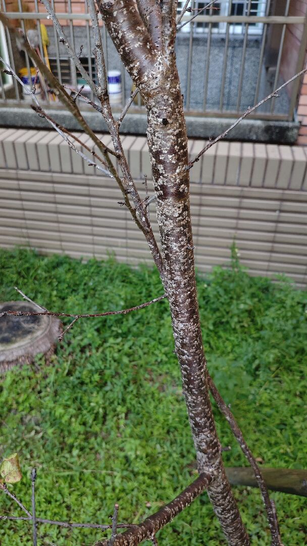 吉野櫻樹幹上的白色斑點