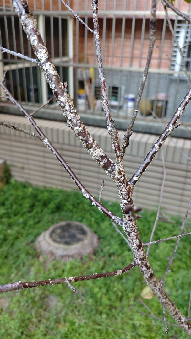 吉野櫻樹幹上的白色斑點