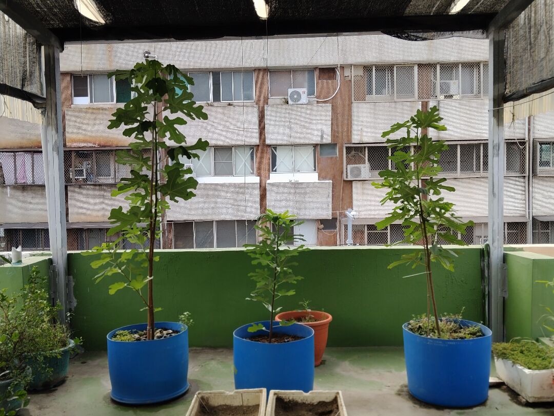 同一株無花果的枝條，卻有些已經結果卻有些已經170公分
