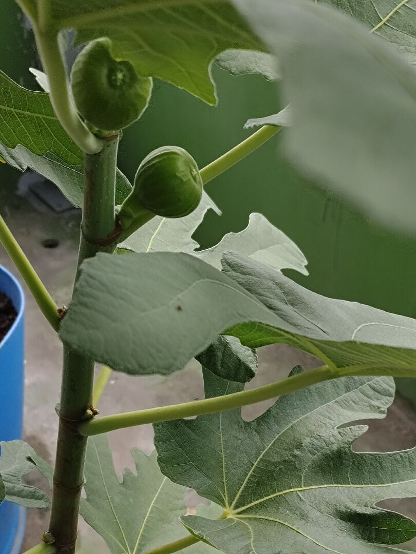 同一株無花果的枝條，卻有些已經結果卻有些已經170公分