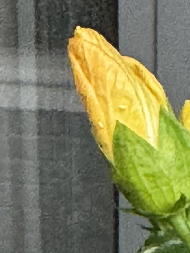 請問這個小白 會飛的蟲是什麼？