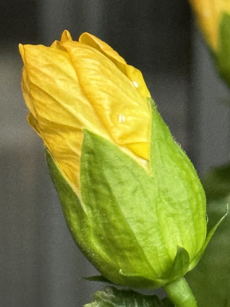 請問這個小白 會飛的蟲是什麼？