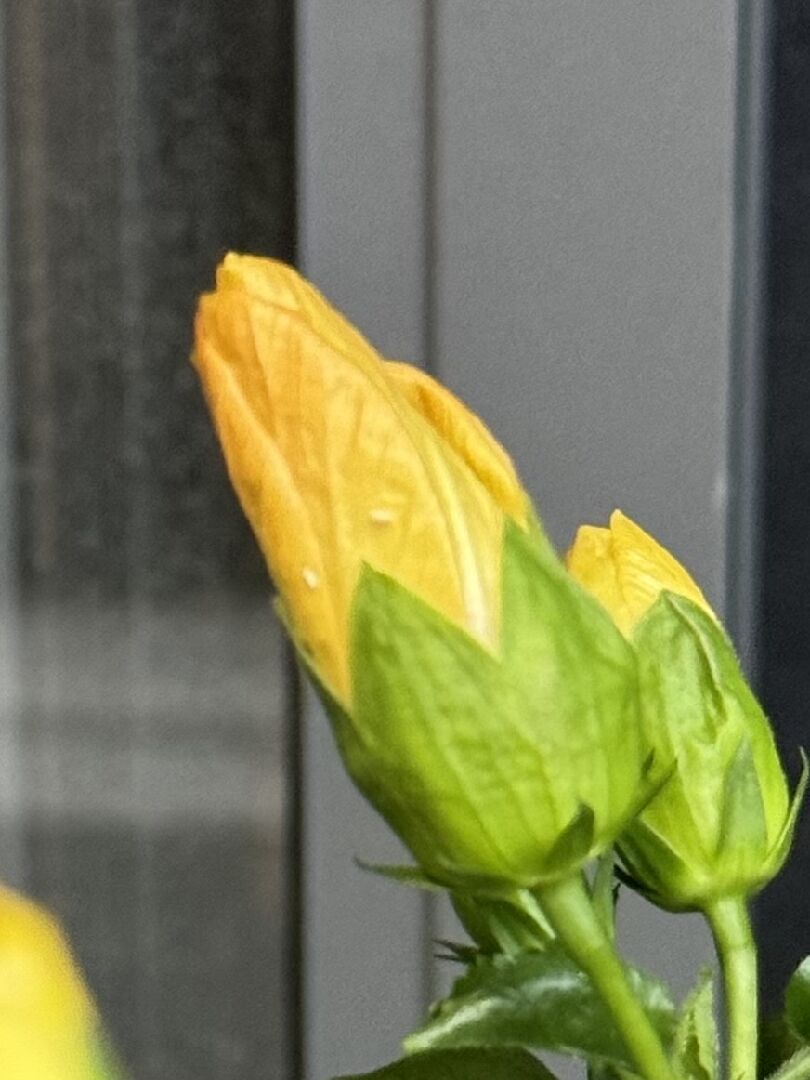 請問這個小白 會飛的蟲是什麼？