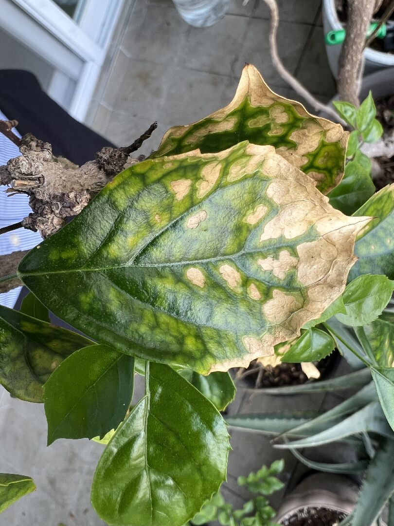 旺旺樹葉子生病