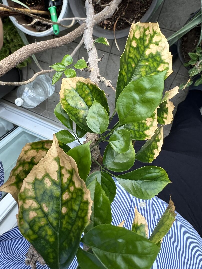 旺旺樹葉子生病