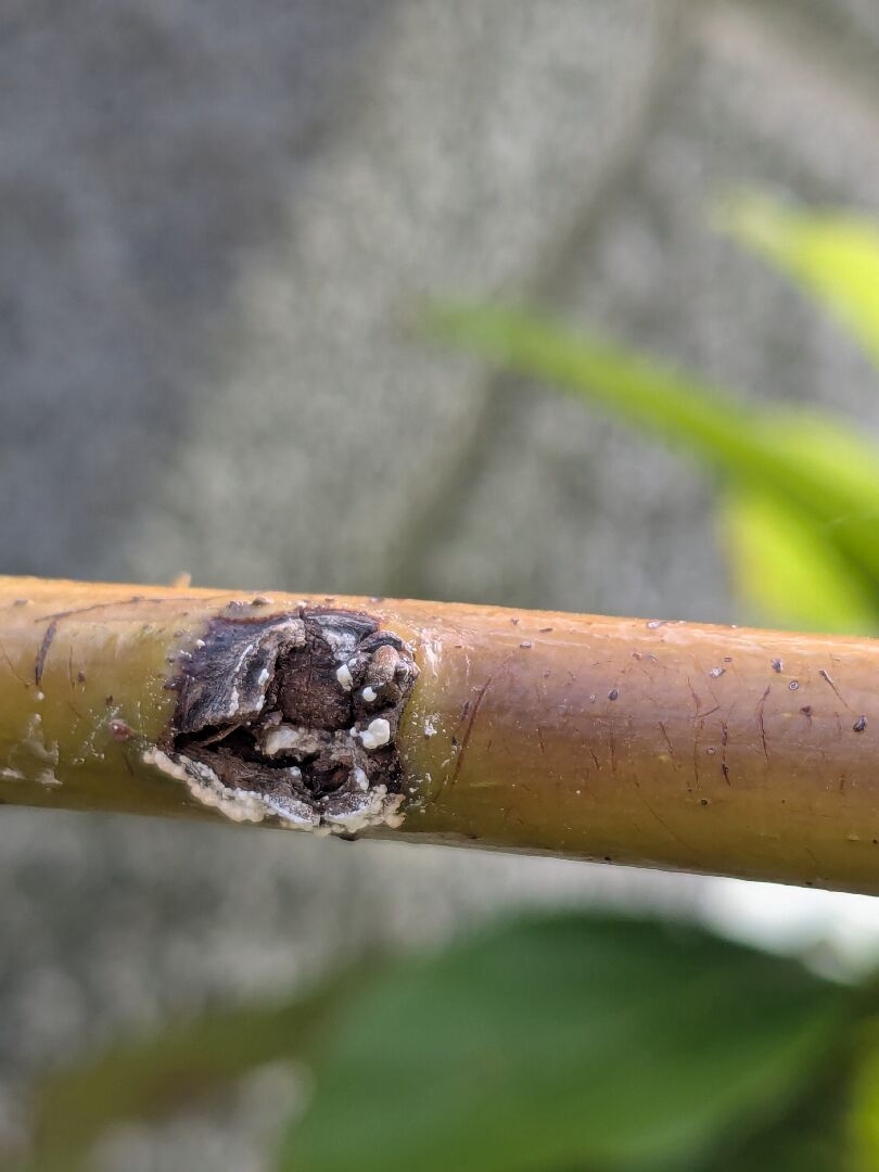 酪梨病蟲害問題：樹枝上有洞、白白的東西