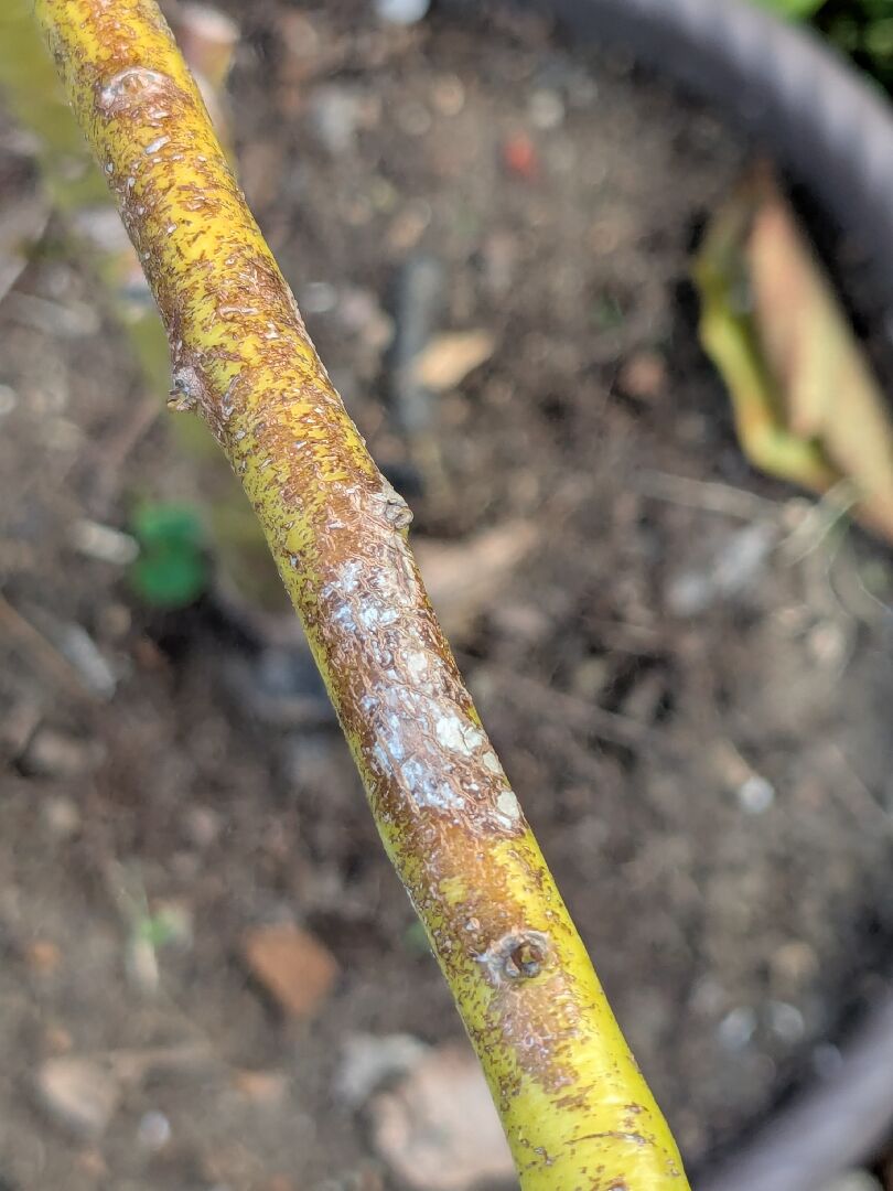 酪梨病蟲害問題：樹枝上有洞、白白的東西