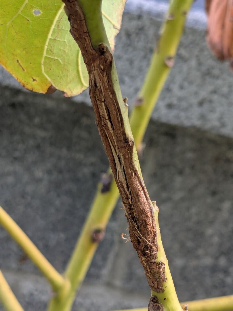 酪梨病蟲害問題：樹枝上有洞、白白的東西