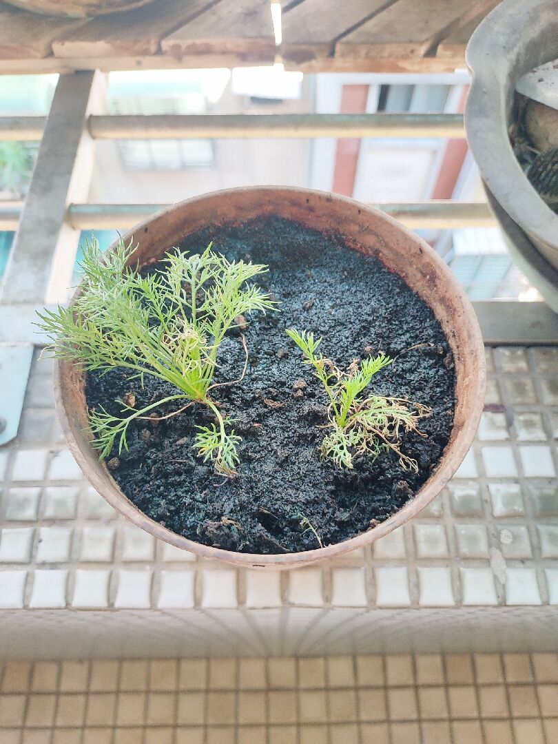 洋甘菊生長很慢又有蟲害