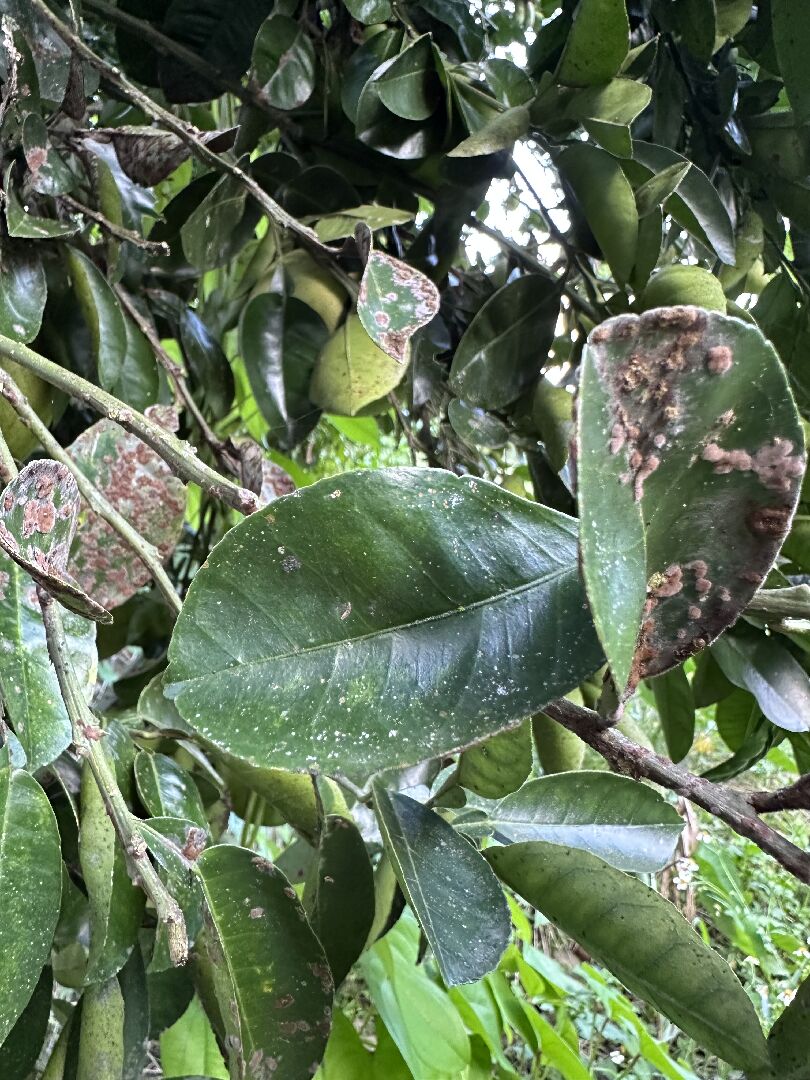 白柚樹的葉子是什麼病蟲害