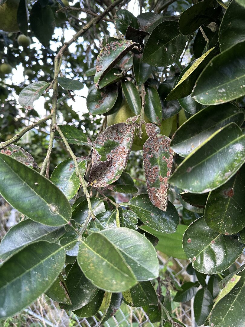 白柚樹的葉子是什麼病蟲害