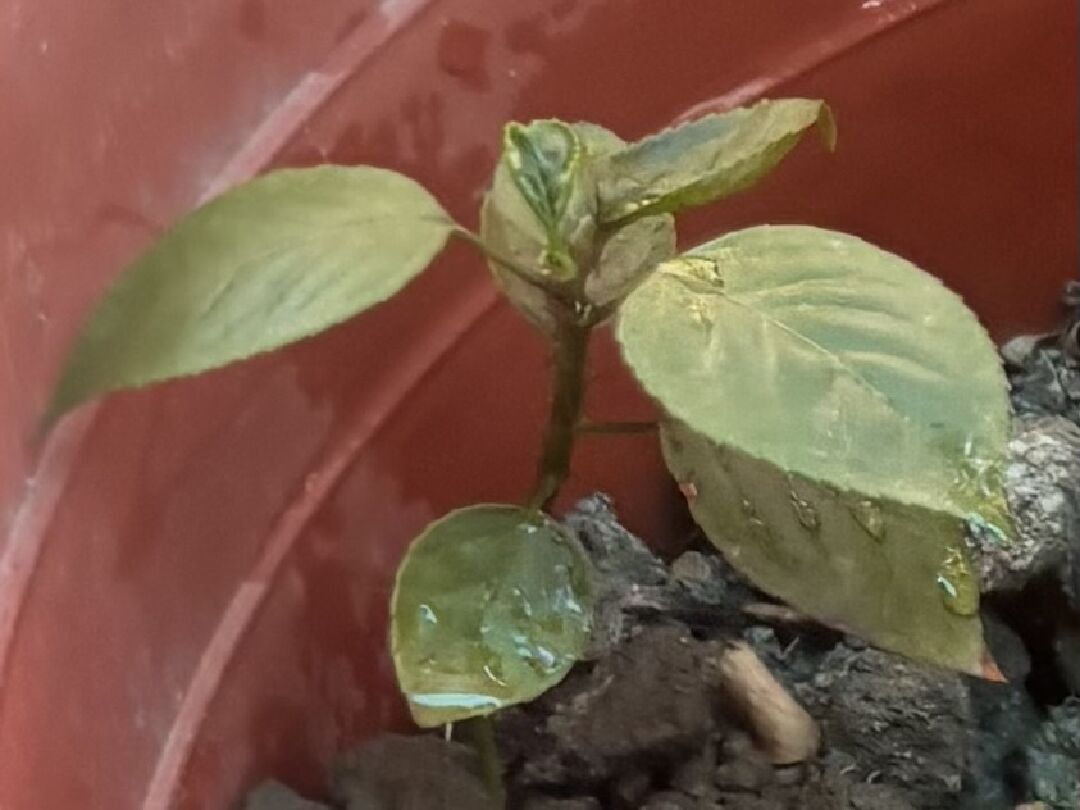 想問這株植物是什麼？