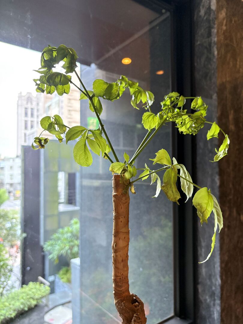 旺旺樹枯葉及蟲害問題