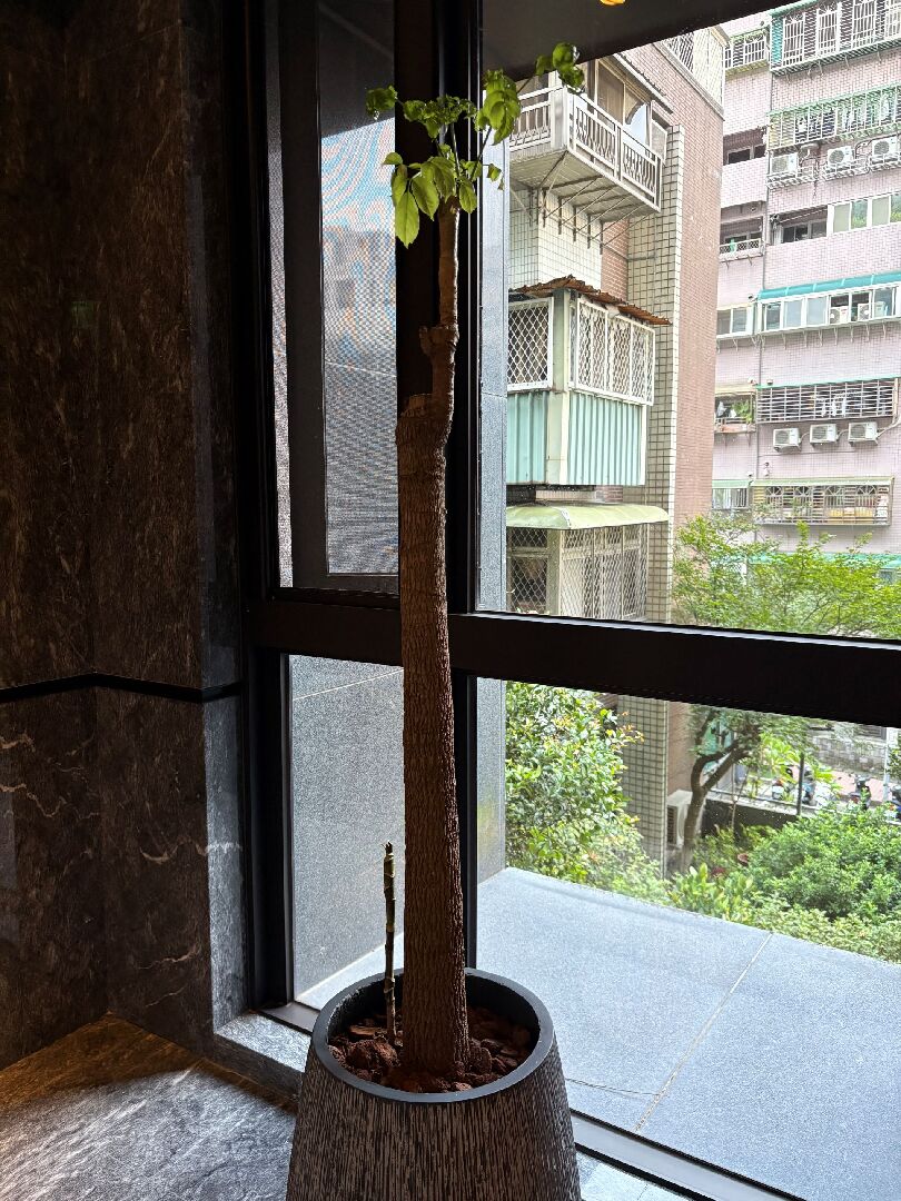 旺旺樹枯葉及蟲害問題