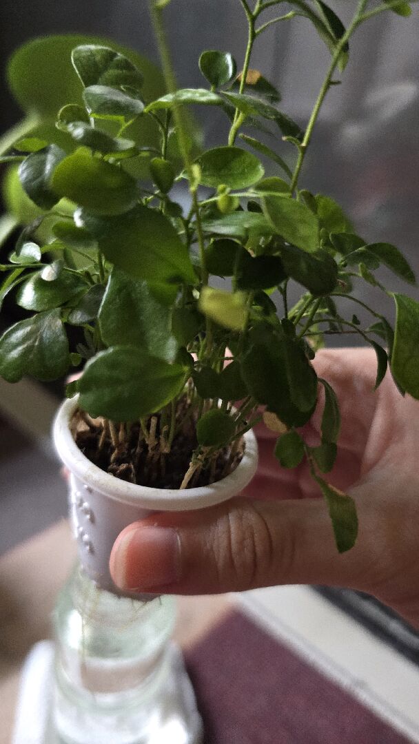 水培七里香移植到土中