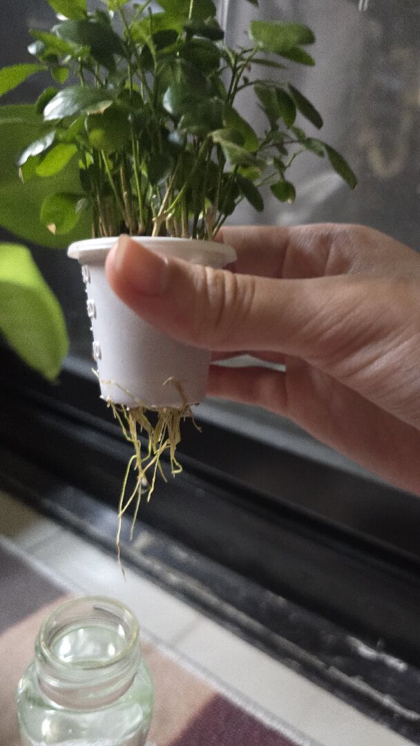 水培七里香移植到土中