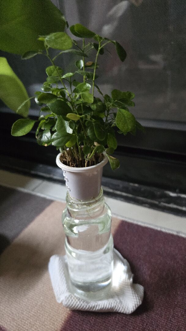 水培七里香移植到土中