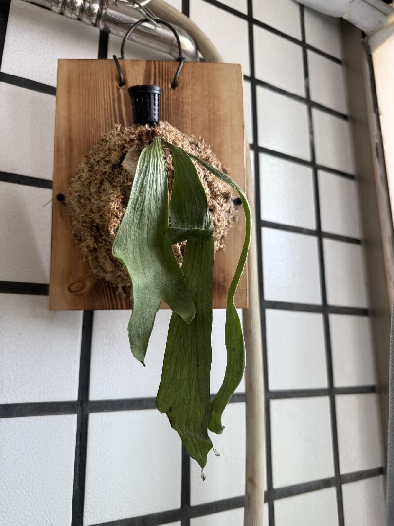 鹿角蕨葉子乾乾的下垂,請問還有救嗎