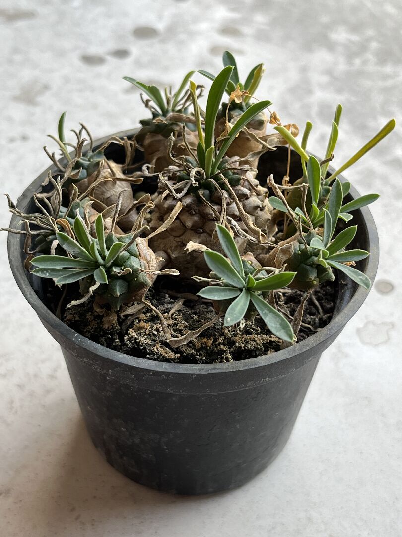 峨嵋山開始枯黃,要怎麼辦?