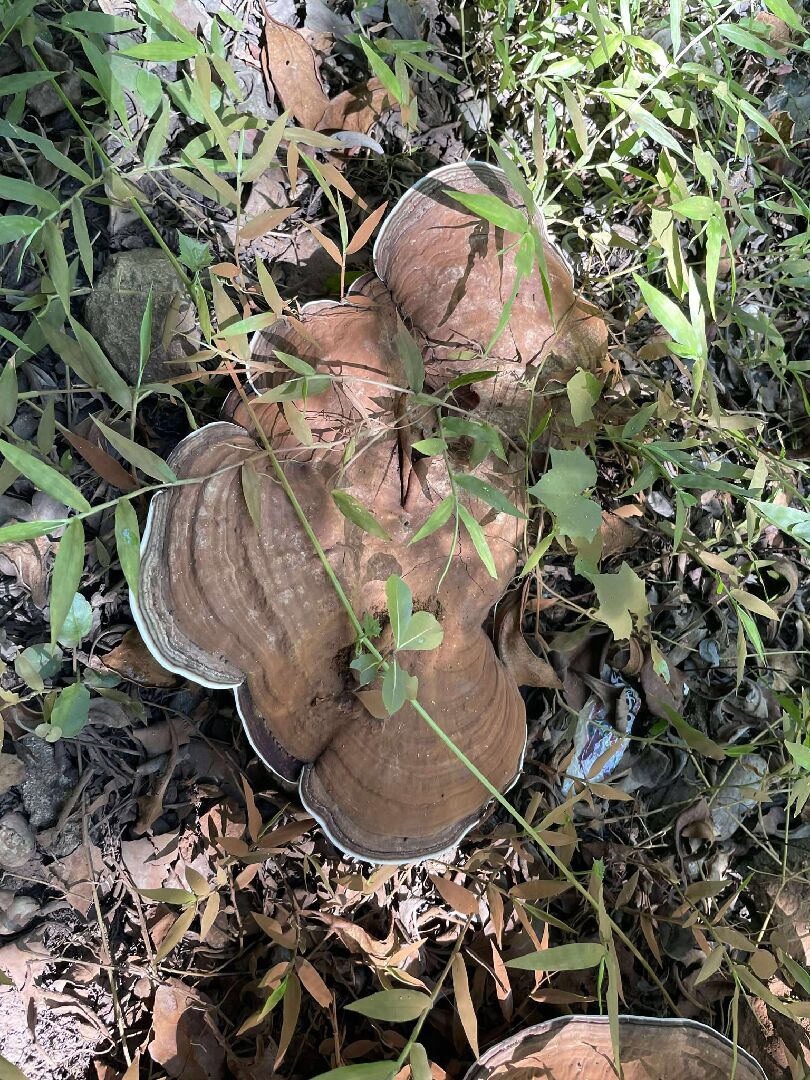 請問此靈芝是什麼?是否有毒?