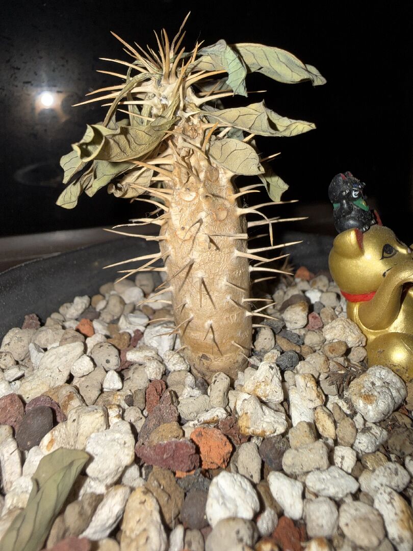 鬼棲閣黑葉爛葉 上半部凹陷