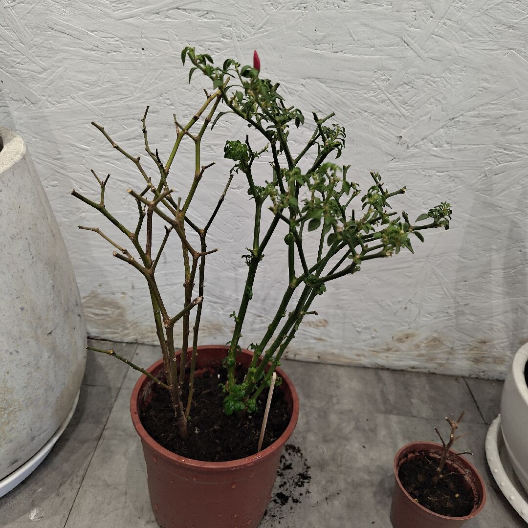 辣椒樹枯黃怎麼辦