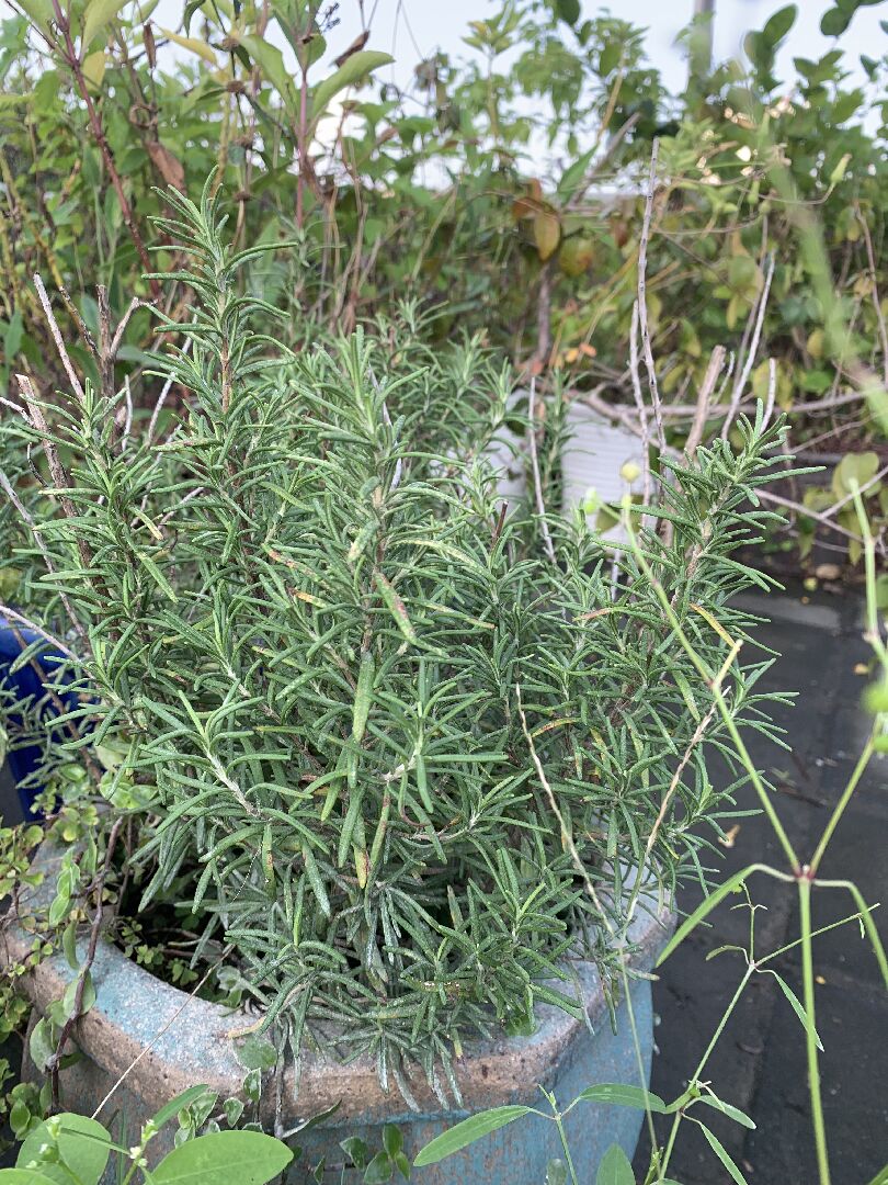 請教迷迭香上方葉子斑點枯黃垂頭