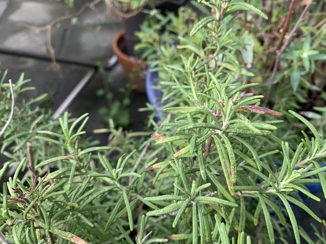 請教迷迭香上方葉子斑點枯黃垂頭