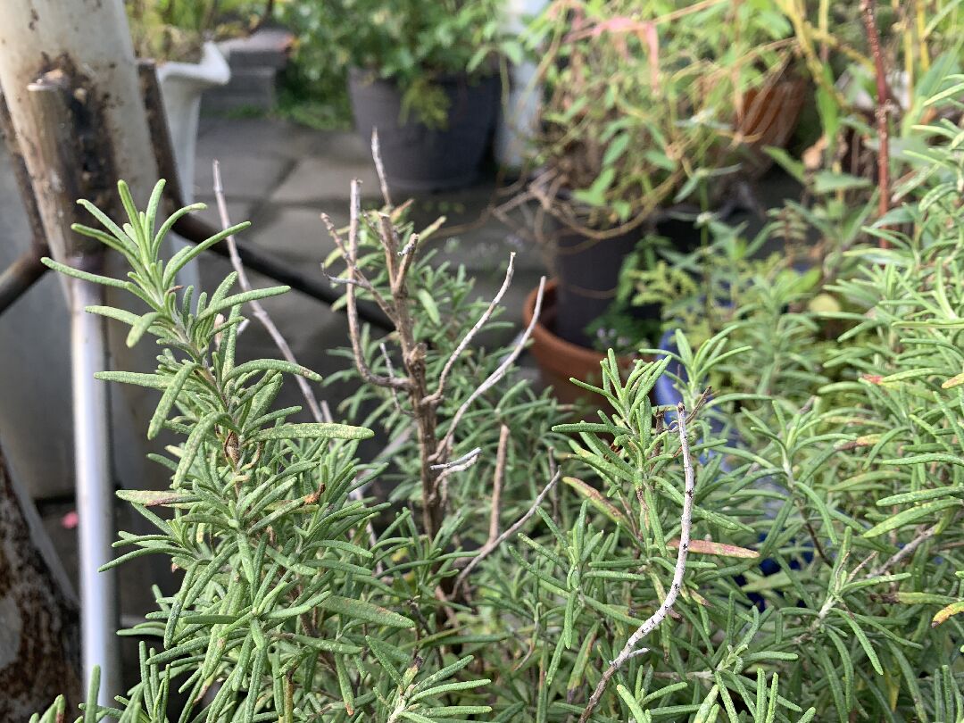 請教迷迭香上方葉子斑點枯黃垂頭