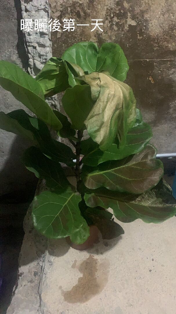 琴葉榕葉子軟掉又焦掉