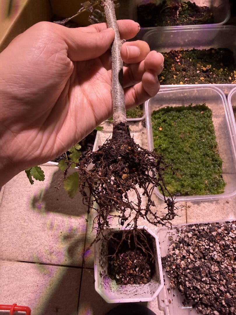 請問這是實生還是扦插株呢？
