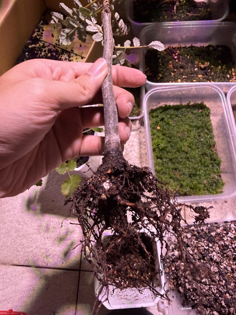 請問這是實生還是扦插株呢？