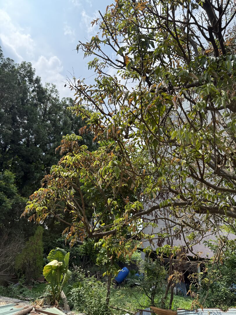 黃皮果樹樹葉枯黃，樹根出現白斑
