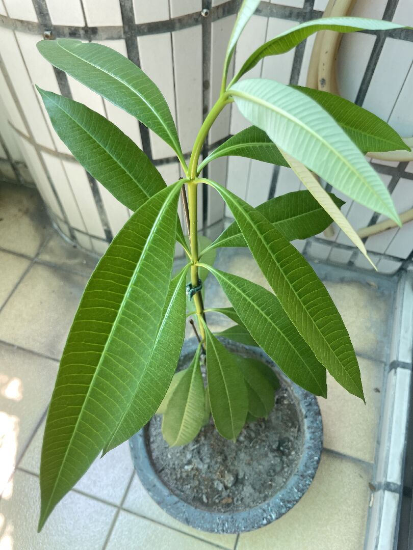 想請問照片中的植物是雞蛋花還是黑板樹，查詢過幾個app,都沒