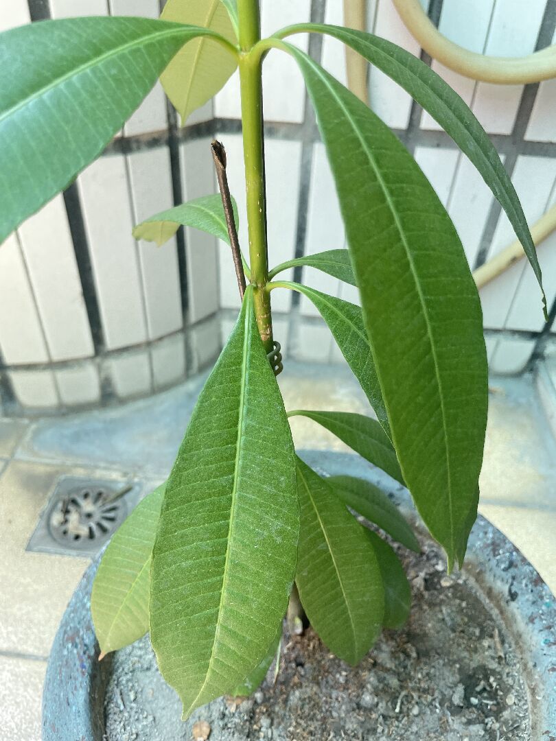 想請問照片中的植物是雞蛋花還是黑板樹，查詢過幾個app,都沒