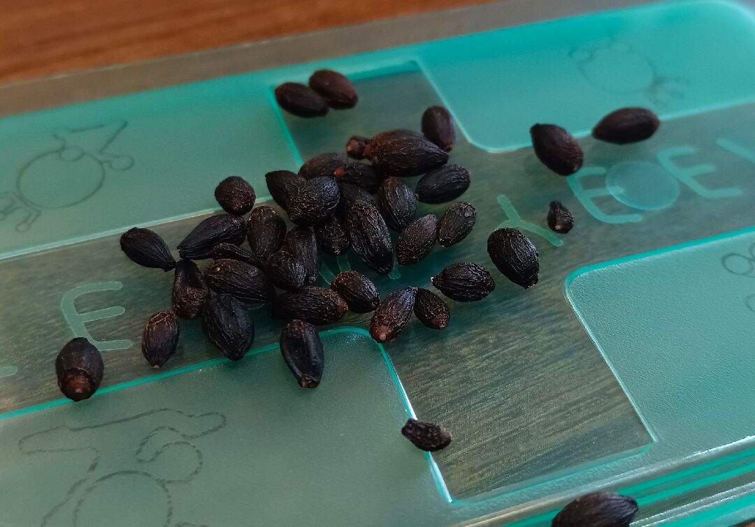 請問這個果實到底是什麼名字？