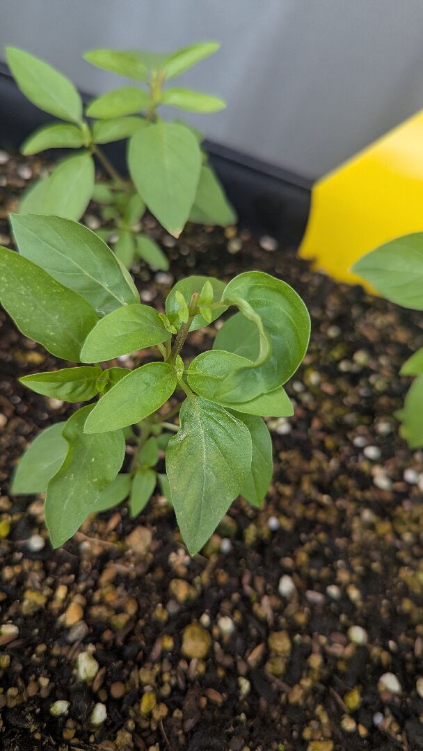 九層塔葉緣乾枯，小白點。