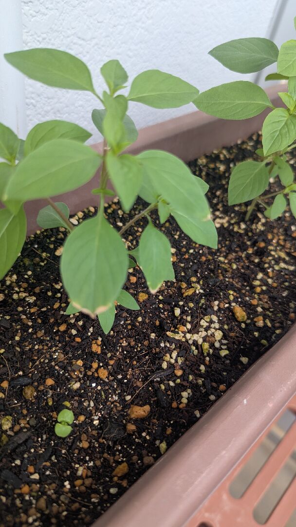 九層塔葉緣乾枯，小白點。