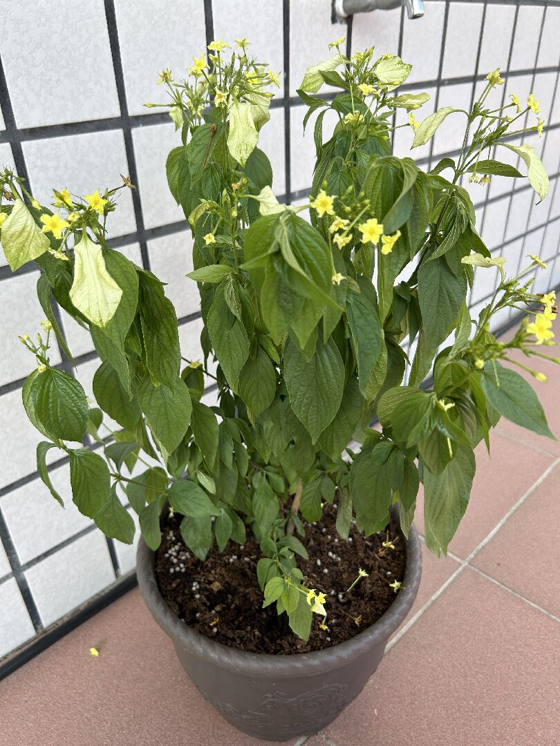 玉葉金花垂頭 枯萎