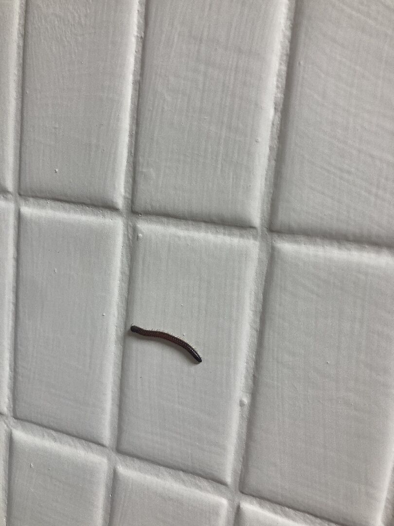 家裡常常有這種蟲是什麼